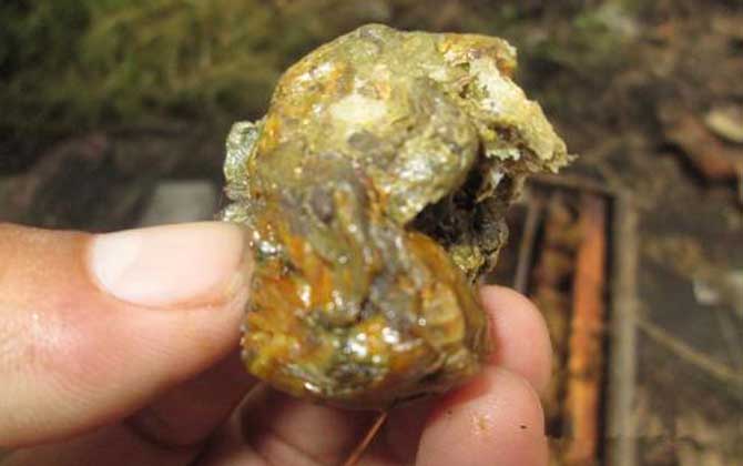 蜂膠怎么吃效果好?吃對了好處不用多說,吃錯了反而對健康不利! 蜂膠