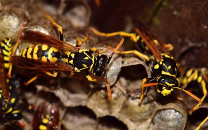 馬蜂筑巢是好兆頭嗎?科學(xué)上無關(guān)禍福,迷信說法中則預(yù)示著福運(yùn)! 馬蜂