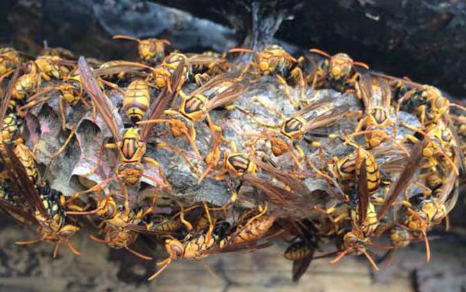 馬蜂筑巢是好兆頭嗎?科學(xué)上無關(guān)禍福,迷信說法中則預(yù)示著福運(yùn)! 馬蜂