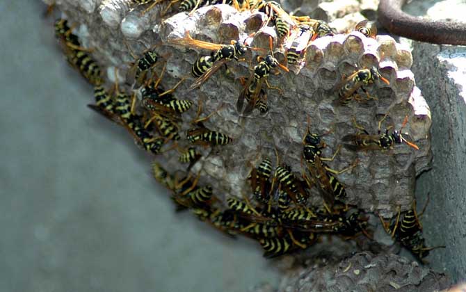 馬蜂筑巢是好兆頭嗎?科學(xué)上無關(guān)禍福,迷信說法中則預(yù)示著福運(yùn)! 馬蜂