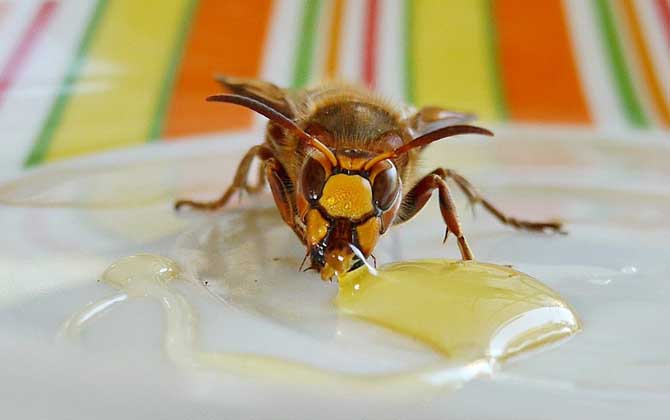 蜂蜜美容的最佳方法,掌握這些常識(shí)和竅門,美容效果將事半功倍! 蜂蜜美容