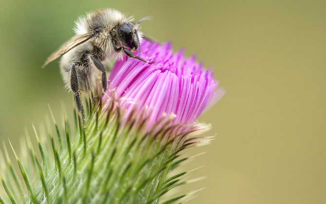 關于蜜蜂的知識有哪些?了解這些蜜蜂知識,養蜂時才能事半功倍! 蜜蜂
