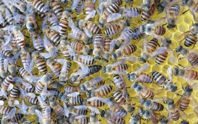 蜂王是公的還是母的?實(shí)際上蜂王是雌性,蜂群有且只有一只蜂王! 蜂王