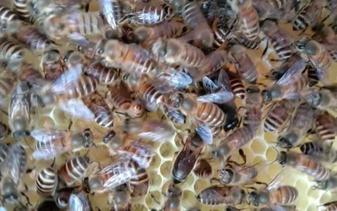 蜂王是公的還是母的?實(shí)際上蜂王是雌性,蜂群有且只有一只蜂王! 蜂王