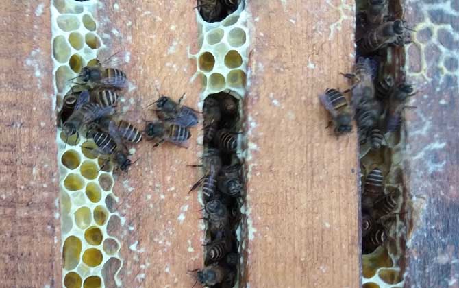 養(yǎng)40箱蜂一年賺多少錢?關(guān)鍵看技術(shù),養(yǎng)好了年賺數(shù)萬元不在話下! 養(yǎng)蜂