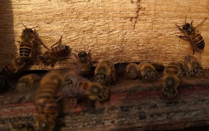 養(yǎng)40箱蜂一年賺多少錢?關(guān)鍵看技術(shù),養(yǎng)好了年賺數(shù)萬元不在話下! 養(yǎng)蜂