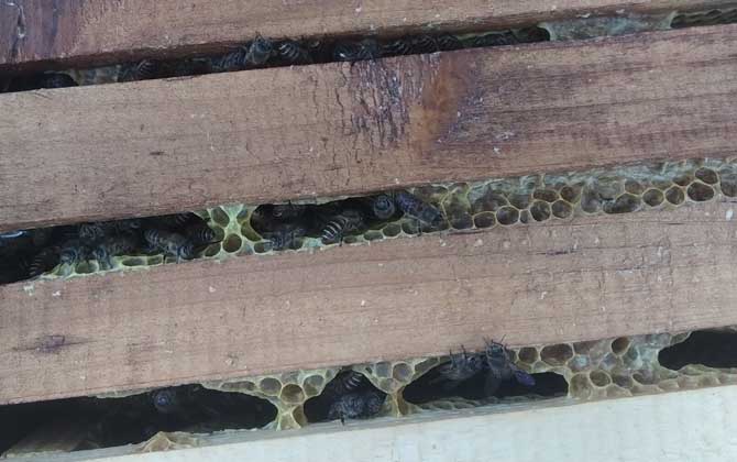 養(yǎng)40箱蜂一年賺多少錢?關(guān)鍵看技術(shù),養(yǎng)好了年賺數(shù)萬元不在話下! 養(yǎng)蜂