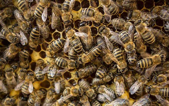 工蜂殺死蜂王是什么回事?清楚工蜂和蜂王的關(guān)系,你就知道原因了! 工蜂