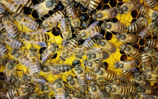 蜜蜂養殖技術有哪些?學會這些養蜂技術,蜜蜂養殖才能得心應手! 蜜蜂養殖