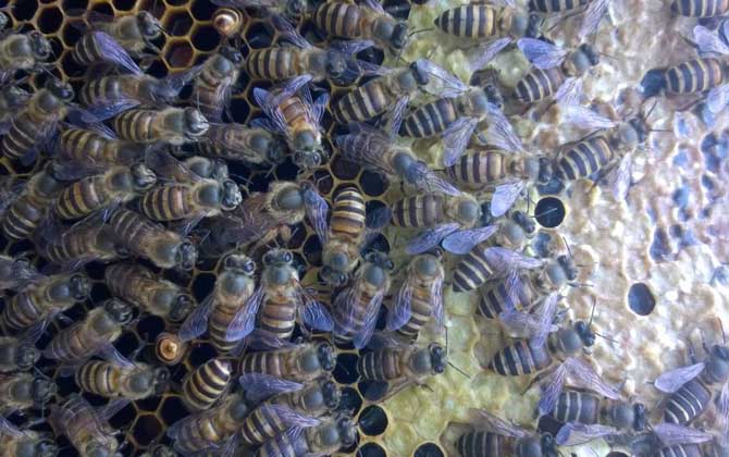 蜜蜂養殖技術有哪些?學會這些養蜂技術,蜜蜂養殖才能得心應手! 蜜蜂養殖