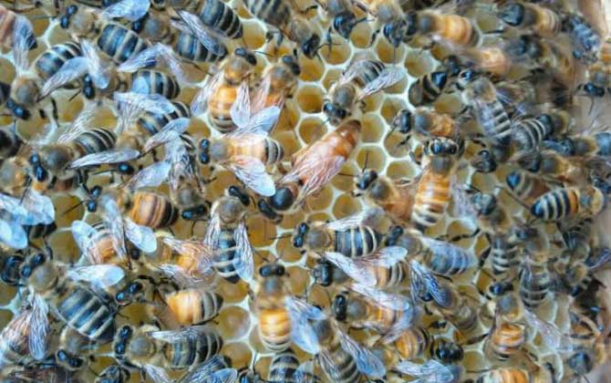 蜜蜂養殖技術有哪些?學會這些養蜂技術,蜜蜂養殖才能得心應手! 蜜蜂養殖