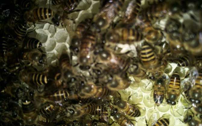 蜜蜂養殖技術有哪些?學會這些養蜂技術,蜜蜂養殖才能得心應手! 蜜蜂養殖