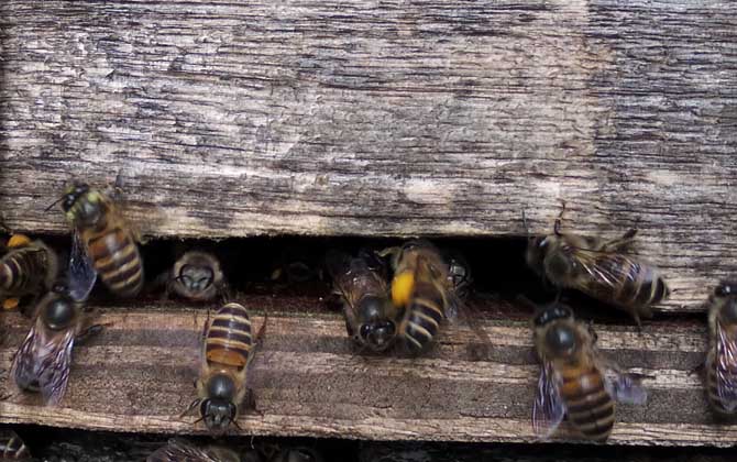 養(yǎng)中蜂最忌諱什么?這幾個毛病不改掉,永遠都養(yǎng)不好中蜂! 中蜂