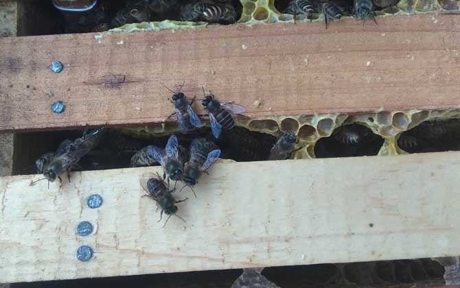 養(yǎng)中蜂最忌諱什么?這幾個毛病不改掉,永遠都養(yǎng)不好中蜂! 中蜂