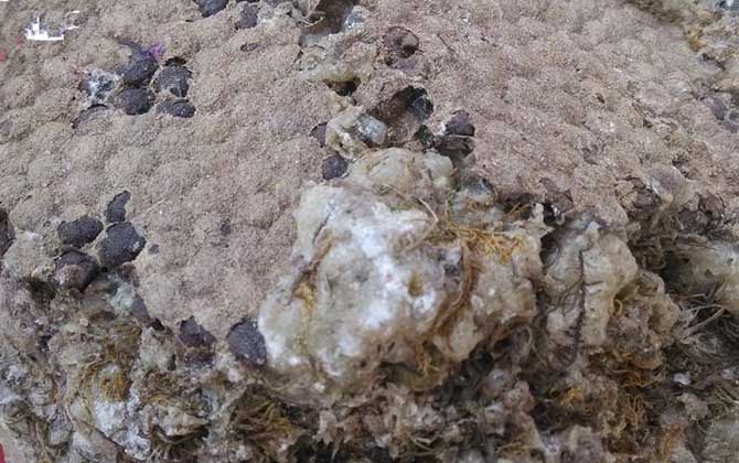 石蜜是什么東西?和蜂蜜沒有任何關系,騙子常用來欺騙消費者! 石蜜