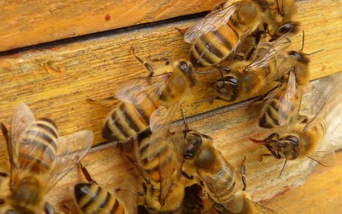 新手養蜂入門技術有哪些?只有掌握這些技術,養蜂才能得心應手! 養蜂