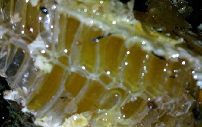 土蜂蜜價格多少錢一斤?比普通蜂蜜貴得多,基本都在100元以上! 土蜂蜜