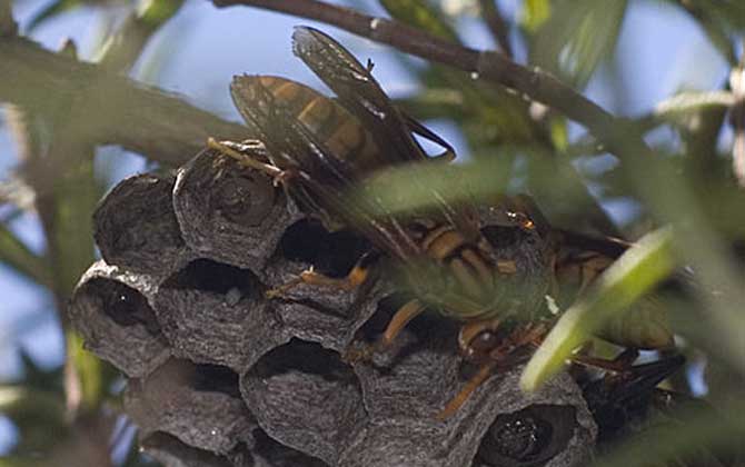 馬蜂來(lái)家里是福還是禍?無(wú)關(guān)禍福,只能說(shuō)家里環(huán)境適合馬蜂筑巢! 馬蜂