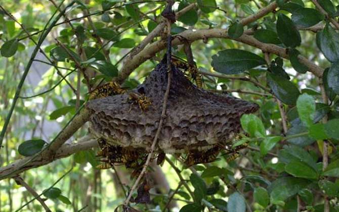 馬蜂來(lái)家里是福還是禍?無(wú)關(guān)禍福,只能說(shuō)家里環(huán)境適合馬蜂筑巢! 馬蜂