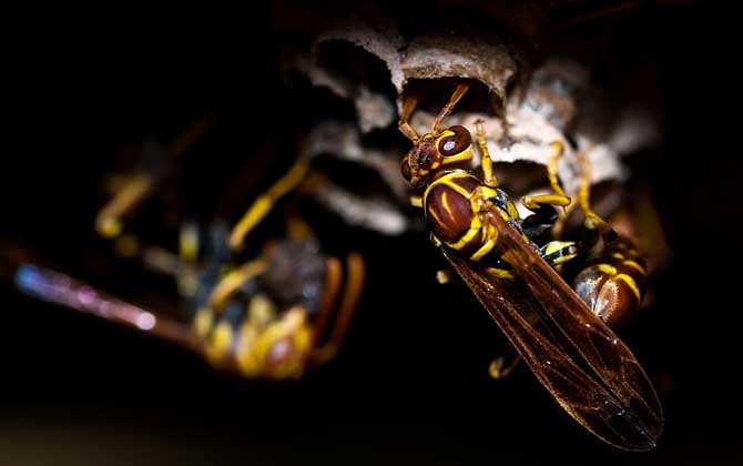 馬蜂來(lái)家里是福還是禍?無(wú)關(guān)禍福,只能說(shuō)家里環(huán)境適合馬蜂筑巢! 馬蜂