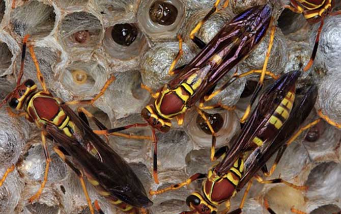 馬蜂報復(fù)的原理是什么?依靠信息素標記入侵者,并引導(dǎo)蜂群攻擊! 馬蜂