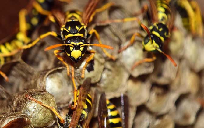 馬蜂報復(fù)的原理是什么?依靠信息素標記入侵者,并引導(dǎo)蜂群攻擊! 馬蜂