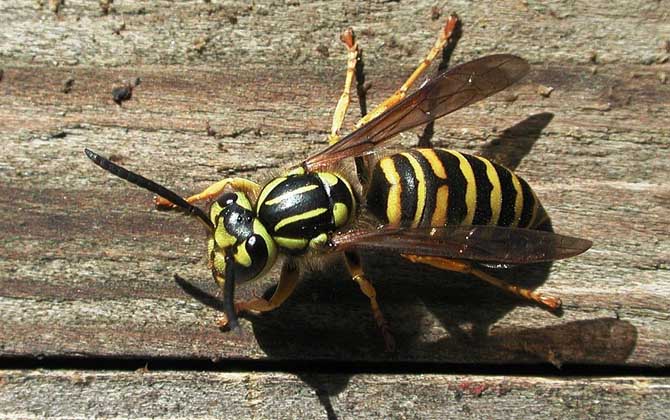 馬蜂報復(fù)的原理是什么?依靠信息素標記入侵者,并引導(dǎo)蜂群攻擊! 馬蜂