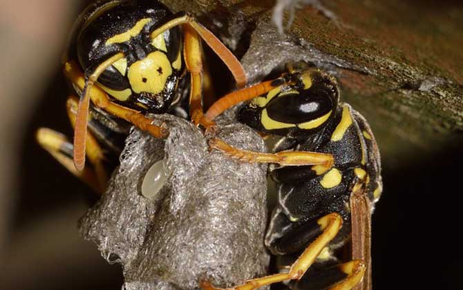 馬蜂報復(fù)的原理是什么?依靠信息素標記入侵者,并引導(dǎo)蜂群攻擊! 馬蜂