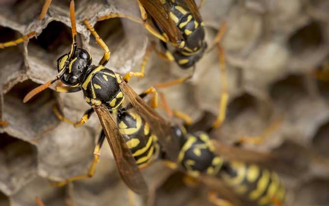 馬蜂窩怎么處理最安全?試試這4種方法,輕松技能搞定馬蜂窩! 馬蜂