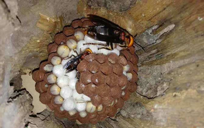 馬蜂蟄后會自己消腫嗎?小型馬蜂能自愈,大型馬蜂可能危及生命! 馬蜂