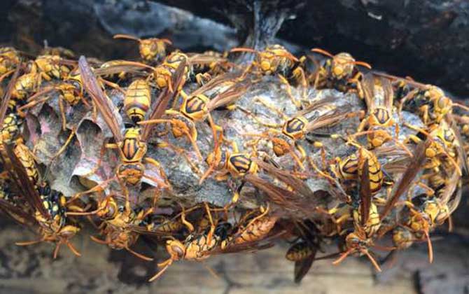 馬蜂蟄后會自己消腫嗎?小型馬蜂能自愈,大型馬蜂可能危及生命! 馬蜂