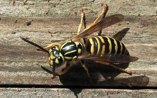馬蜂蟄了腫了抹什么藥?像這樣處理,不但能止痛,還能快速消腫! 馬蜂