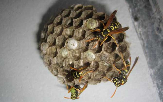 馬蜂入宅預兆著什么?無關禍福,但迷信說法中預兆著福氣和財運! 馬蜂