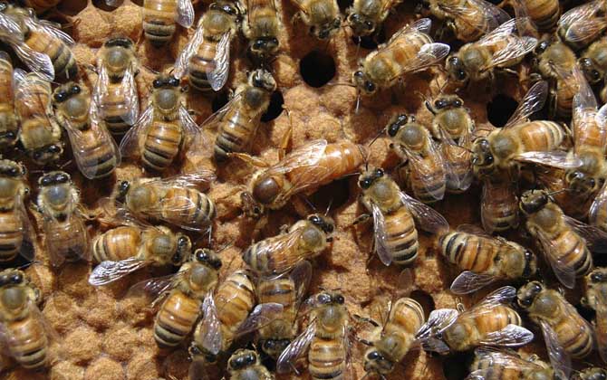 養(yǎng)蜂人一年收入怎么樣?純粹是靠天吃飯,年景不好甚至顆粒無收! 養(yǎng)蜂