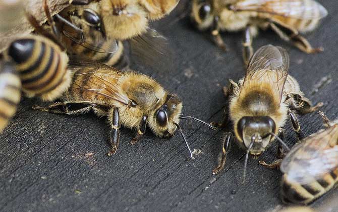 養(yǎng)蜂人一年收入怎么樣?純粹是靠天吃飯,年景不好甚至顆粒無收! 養(yǎng)蜂
