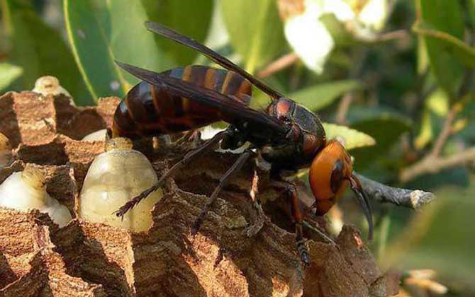 虎頭蜂做窩的風水怎么樣?與禍福無關,但周圍的環境應該不錯! 虎頭蜂