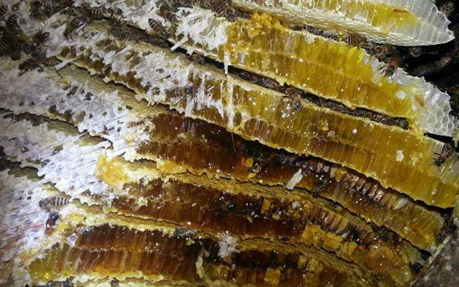 長期吃蜂巢的危害有哪些?容易發(fā)生過敏,還容易引起消化不良! 蜂巢