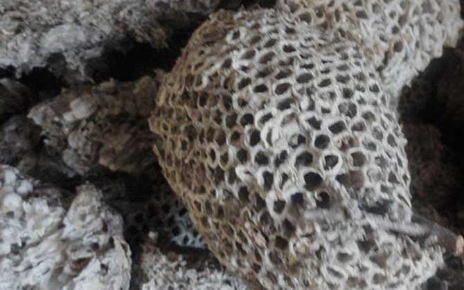 蜂房怎樣吃不會中毒?蜂房有小毒,必須在醫(yī)生的指導(dǎo)下服用! 蜂房