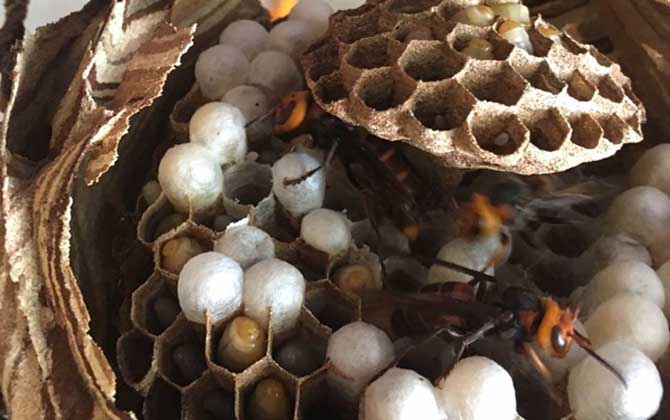 女人吃蜂蛹的功效與作用,不但能增強體質,而且還能美容養顏! 蜂蛹