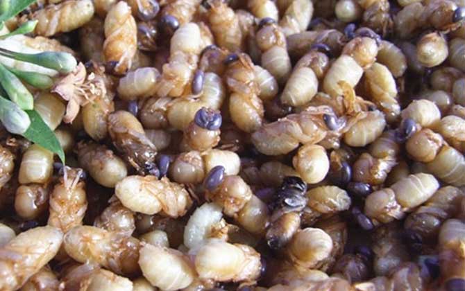 蜂蛹一次吃幾個(gè)最好?沒有具體的個(gè)數(shù),但絕對(duì)不能過量食用! 蜂蛹