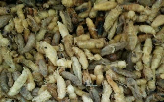 蜂蛹一次吃幾個(gè)最好?沒有具體的個(gè)數(shù),但絕對(duì)不能過量食用! 蜂蛹