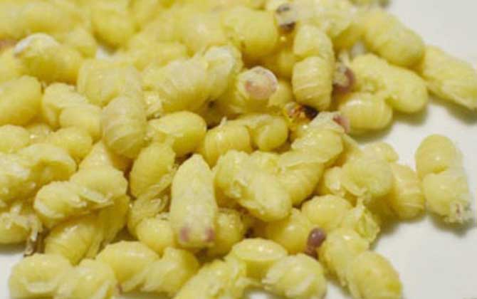 蜂蛹一次吃幾個(gè)最好?沒有具體的個(gè)數(shù),但絕對(duì)不能過量食用! 蜂蛹