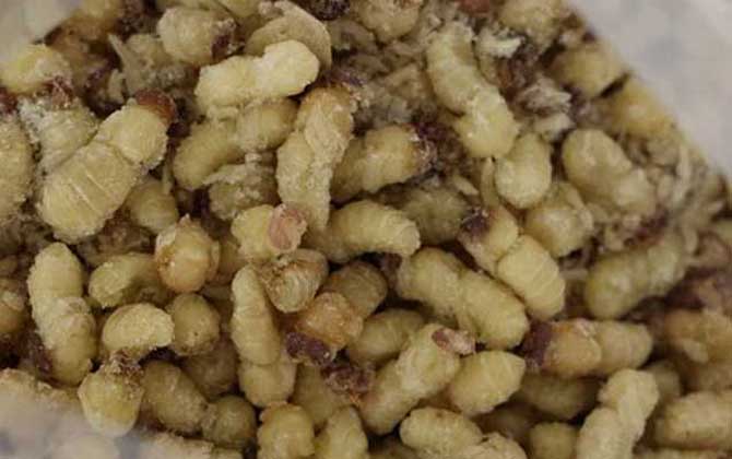 蜂蛹一次吃幾個(gè)最好?沒有具體的個(gè)數(shù),但絕對(duì)不能過量食用! 蜂蛹