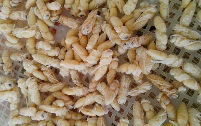 蜂蛹吃了有什么好處?不但能增強體質(zhì),還有美容養(yǎng)顏的效果! 蜂蛹