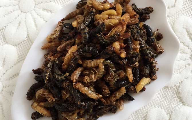 蜂蛹吃了有什么好處?不但能增強體質(zhì),還有美容養(yǎng)顏的效果! 蜂蛹