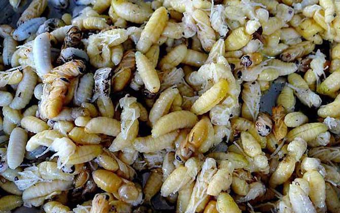 蜂蛹吃了有什么好處?不但能增強體質(zhì),還有美容養(yǎng)顏的效果! 蜂蛹