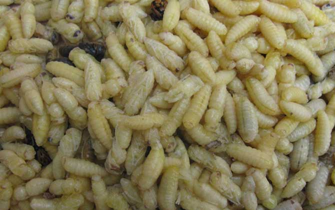 蜂蛹不能和什么一起吃?不存在食物相克,但要避免發(fā)生過敏! 蜂蛹