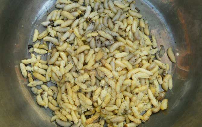 蜂蛹不能和什么一起吃?不存在食物相克,但要避免發(fā)生過敏! 蜂蛹