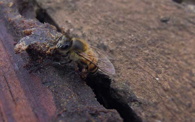 新手如何養(yǎng)蜜蜂?養(yǎng)蜂是個(gè)技術(shù)活,新手要養(yǎng)好蜜蜂并不簡(jiǎn)單! 養(yǎng)蜂