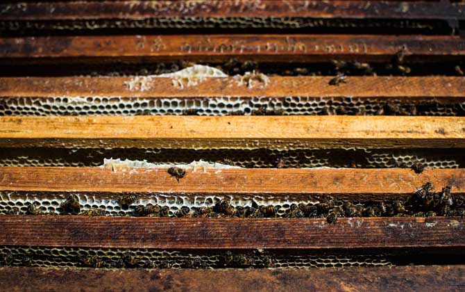 新手如何養(yǎng)蜜蜂?養(yǎng)蜂是個(gè)技術(shù)活,新手要養(yǎng)好蜜蜂并不簡(jiǎn)單! 養(yǎng)蜂